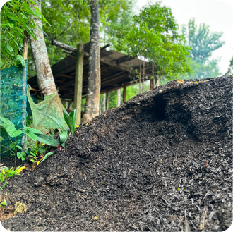 Уд Малазийский (Aquilaria Malaccensis) Индия, 1 г - 100% натуральное эфирное масло