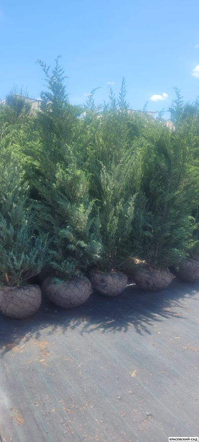 Можжевельник Мунглоу - Moonglow