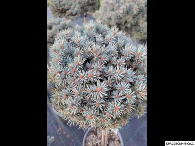 Ель Глаука Глобоза на штамбе - Glauca Globosa