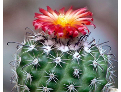 Parodia subterranea FR 731 - 10 семян