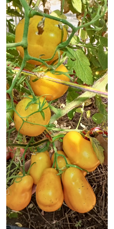 Томат Сливка Бендрика желтая