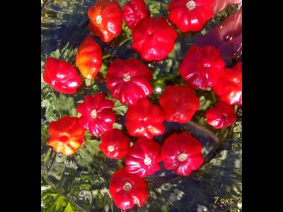 Перец острый Бразильская морская звезда (Red Brazilian Starfish)