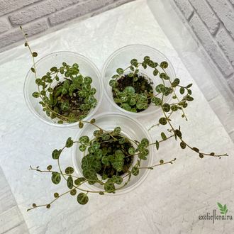 пеперомия "Prostrata"