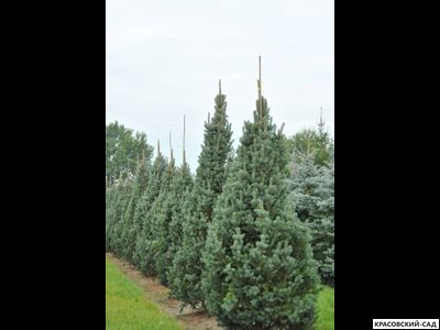 Ель Изели Фастигиата - Iseli Fastigiate