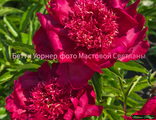 Paeonia Betty Warner