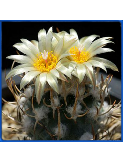 Turbinicarpus flaviflorus TCG 13001