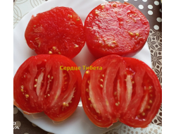 Томат Сердце Тибета