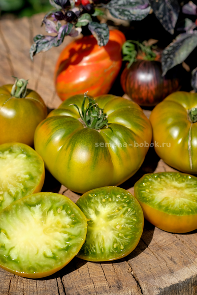 Томат Ярсон 20 (Jarson 20), 10 шт