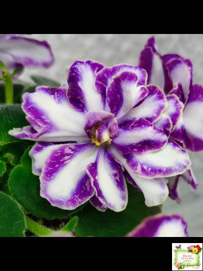 ЮШ-Надюша (Ю.Шаховцева) химера (пасынок из цветоноса укоренённый)