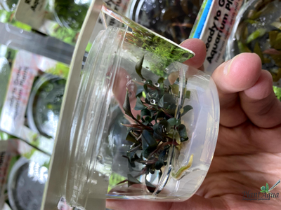 Буцефаландра Brownie Purple (меристемная) Сингапур