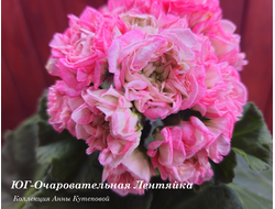 Пеларгония ЮГ-Очаровательная Лентяйка