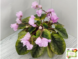 Dn-Рожева Конвалiя Gold (Д. Денисенко)