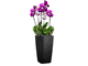 Орхидея Фаленопсис + CUBICO 22 Черный блестящий