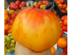 Томат Ананас (Pineapple)