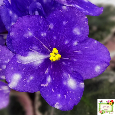 Rivermist Galaxy (J.Baker) (10973) 04/13/2018