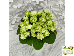 Hunter's Cabbage Goddess (K. Muzalewski)