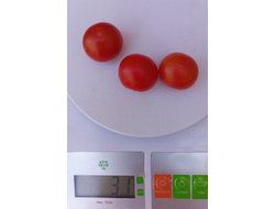 Томат Черри-краса-длинная коса