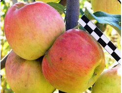 Синап горный (яблоня)