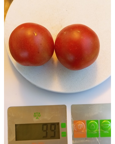 Томат Гном Бандаберг Рамболл (Dwarf Bundaberg Rumball)