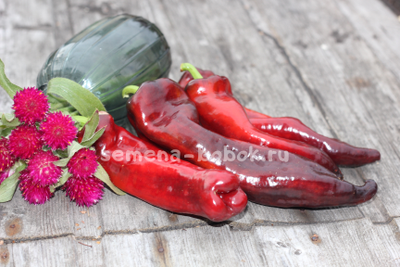 Перец сладкий Marconi Purple (Маркони фиолетовый), 10 шт.