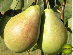 Груша "Ильинка" (ранне-летняя)