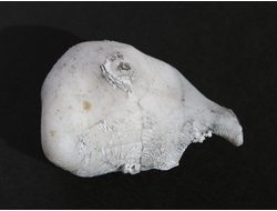 Кахолонг (Опал) желвак цельный, Оренбургская обл. (56*34*30 мм, 53 г) №10846