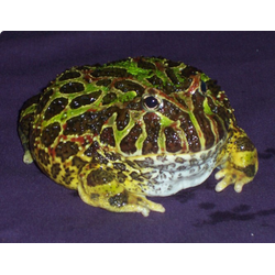 Украшенная рогатка (Ceratophrys ornata)