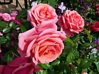 Бермуда (Bermuda), Interplant