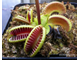 Dionaea muscipula Jaws smiley