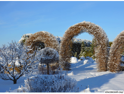 Топиар Арка из Лиственницы европейской