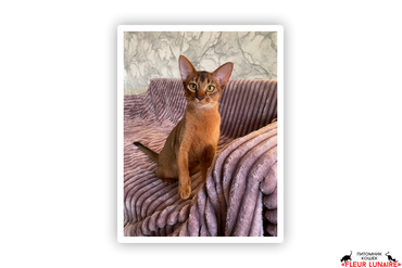 JCHAMPION  EVA DEL BUBASTIS
Порода абиссинская, окрас дикий. 
Обладатель титула "BEST IN BREED GROUP"