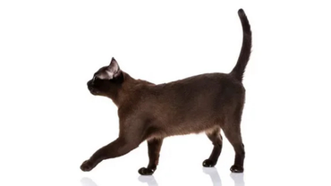 кошка бурма соболь