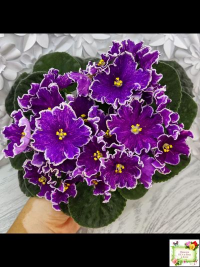 АВ-Просто Космос (Фиалковод) 2019 г.