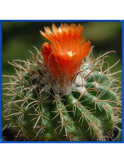 Parodia carrerana KK 1130