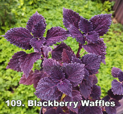 Колеус Blackberry Waffles
