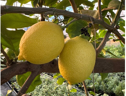 Лимон Новогрузинский