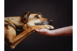 Доброта спасет! Благотворительная акция