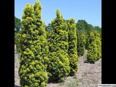 Тис Ягодный - Baccata