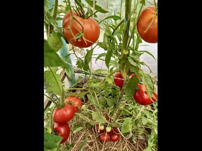 Томат Сластена