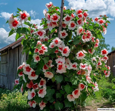 Гибискус Ред Хет - Red Heart