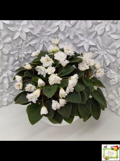 ЛЕ-Жемчужинка (Е. Лебецкая) 2018 г. трейлер