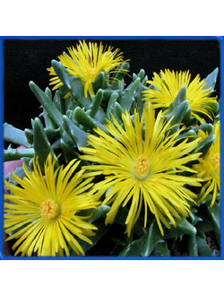 Faucaria paucidens