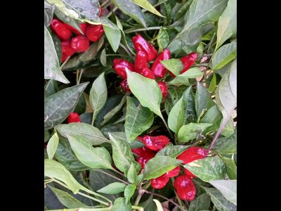 Перец острый Турецкий цветок (Turkish Flower)