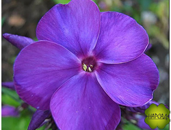 ФЛОКС МЕТЕЛЬЧАТЫЙ "АВАТАР" (редкий)