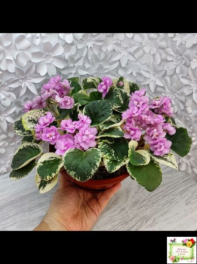 Alameda Trail (P.Harris) трейлер (лист посажен 06.10.25)