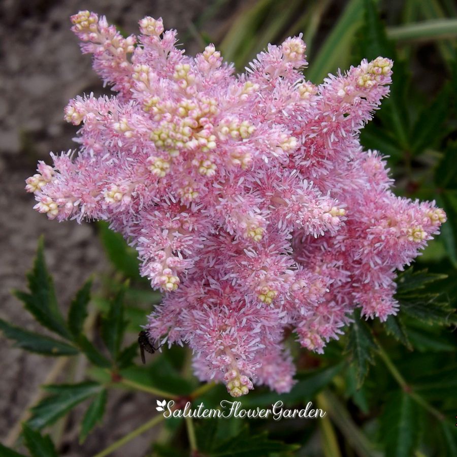 Астильба Astilbe Sister Theresa