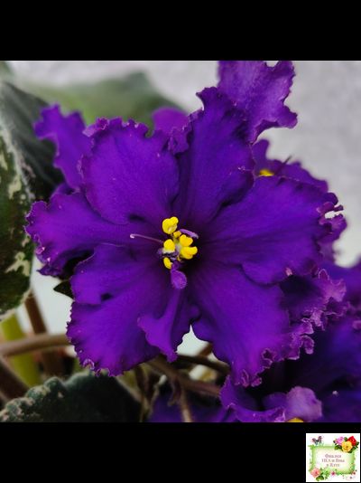 РМ-Черный Оникс (Н. Скорнякова) 2023 г.