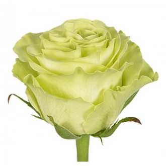 Роза Эквадор Белая