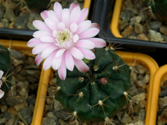 Gymnocalycium damsii ssp.evae v.boosii STO 1711 - 5 семян