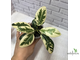 Ficus Rubiginosa variegata / фикус рубигиноза вариегатный